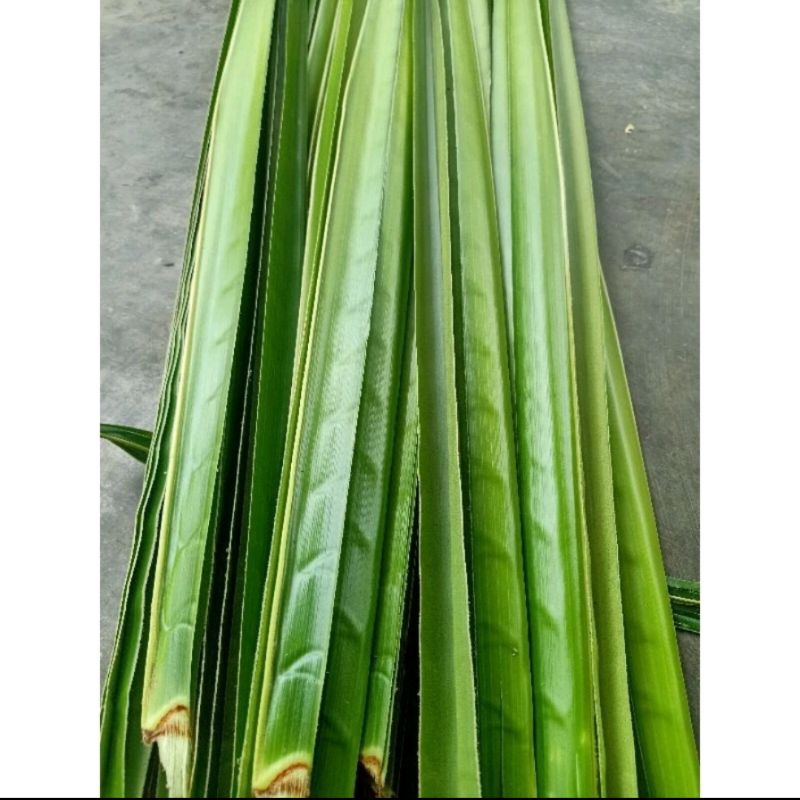 

Daun Kelapa hijau Segar 25 batang lembar petik langsung