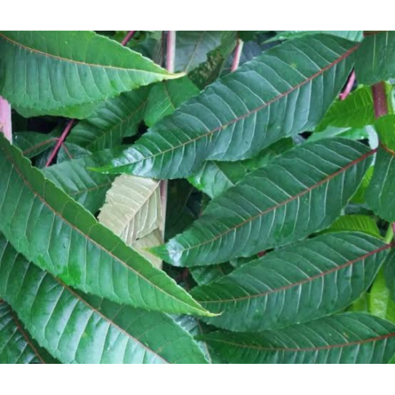 

Daun suren segar / daun surian segar 250 gram-az