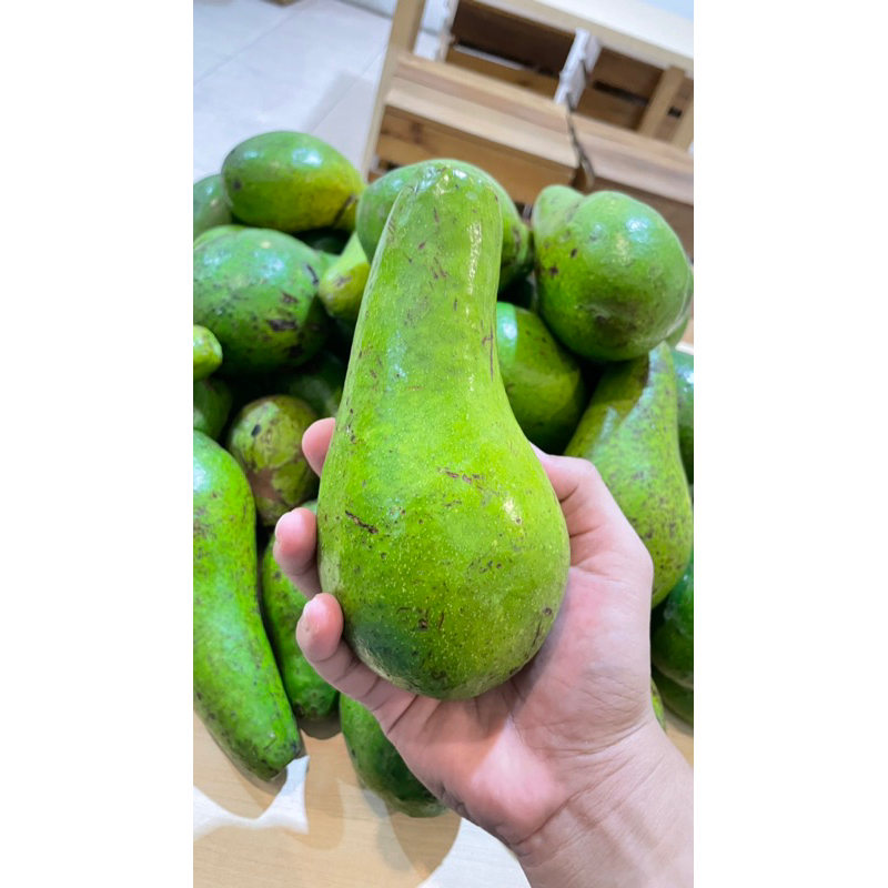 

Alpukat Pokat Mentega Super Berkualitas