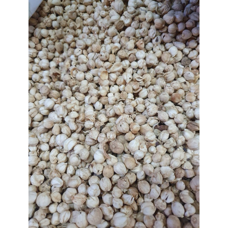

papi saiyo kapulaga putih kapol putih white cardamom 500gr 250gr