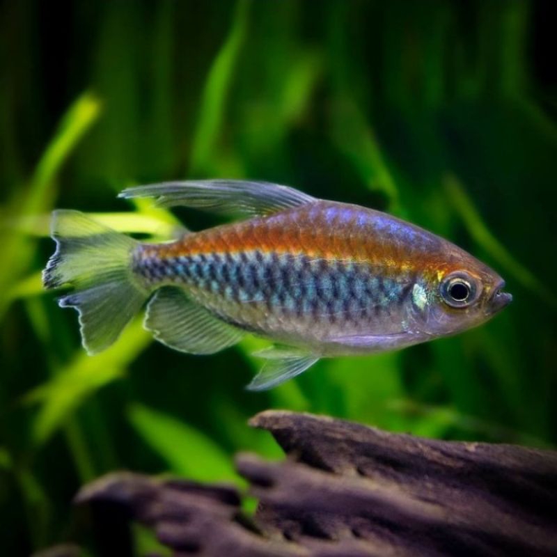 Congo Tetra hiasan aquascape cantik