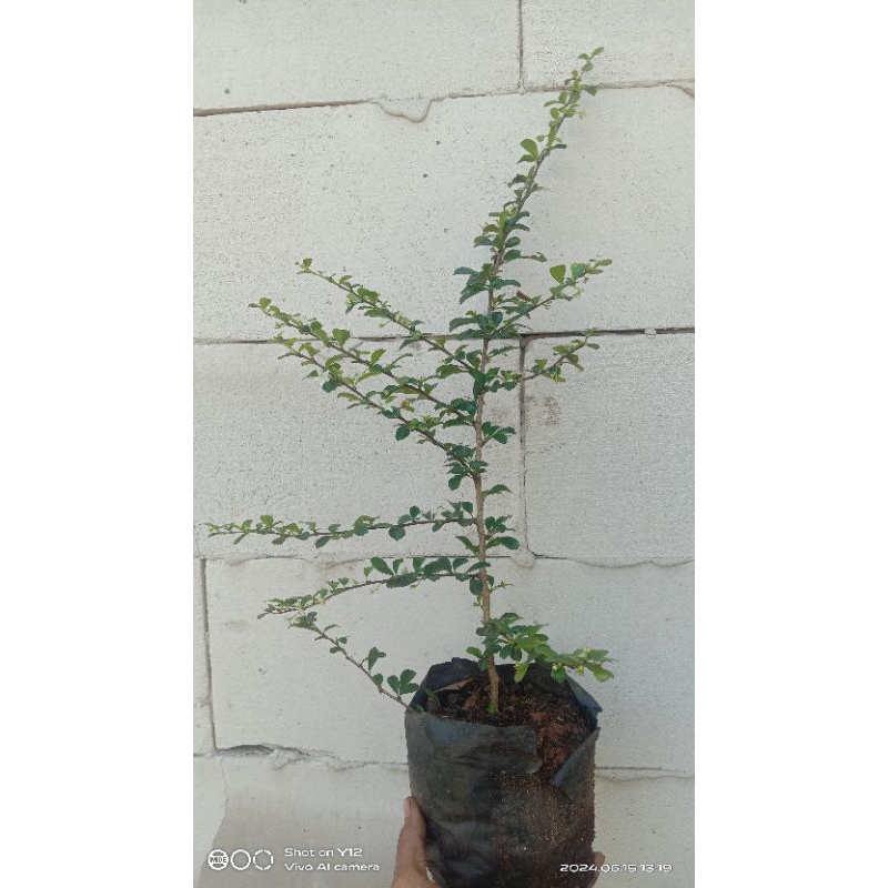 bibit Hokiantea bunga, bahan bonsai import