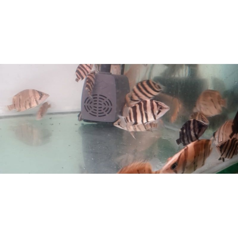 Datz sum 3&4 Bar CNCB