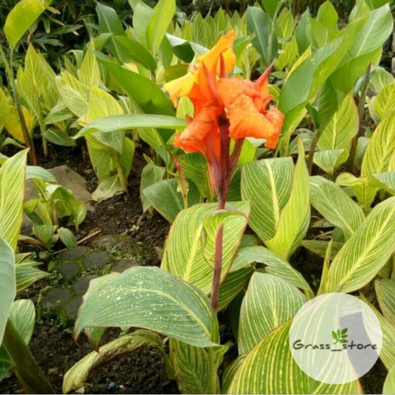 Tanaman Hias Calathea Pisang Kana - Pohon Pisang Kana Bunga Kuning - Tanaman Hias Pisang Kana