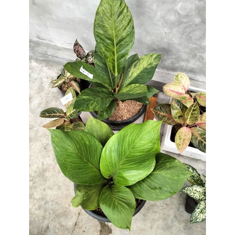 Anturium jemani cobra, anturium hokheri Mawar Varigata