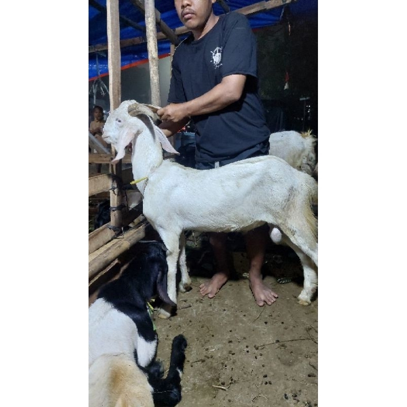 kambing kurban harga 3350