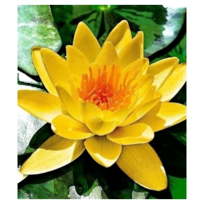 Tanaman hias air teratai bunga kuning