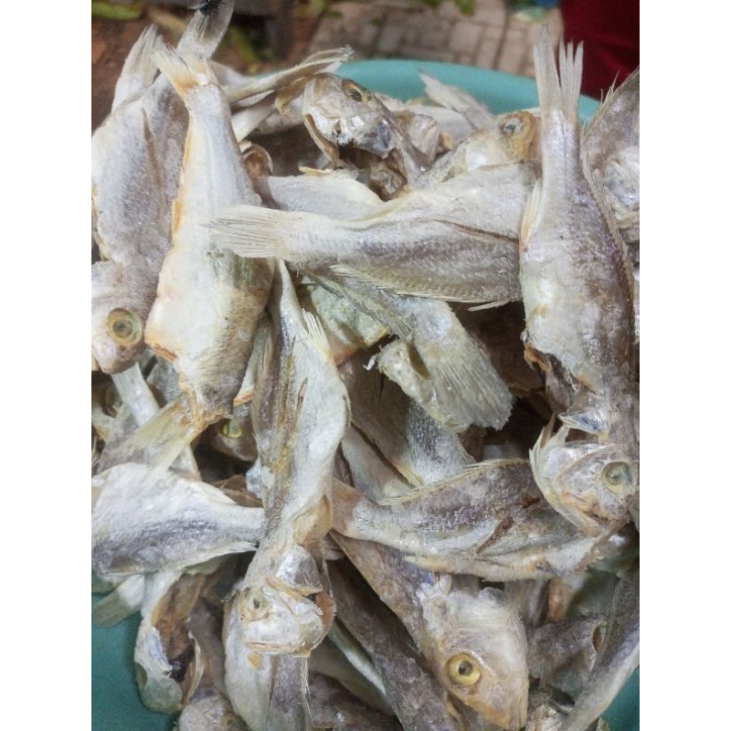 

Gulama bulat