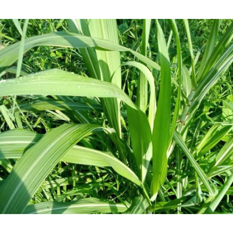 

Daun tebu hijau segar 500 gam fresh-az