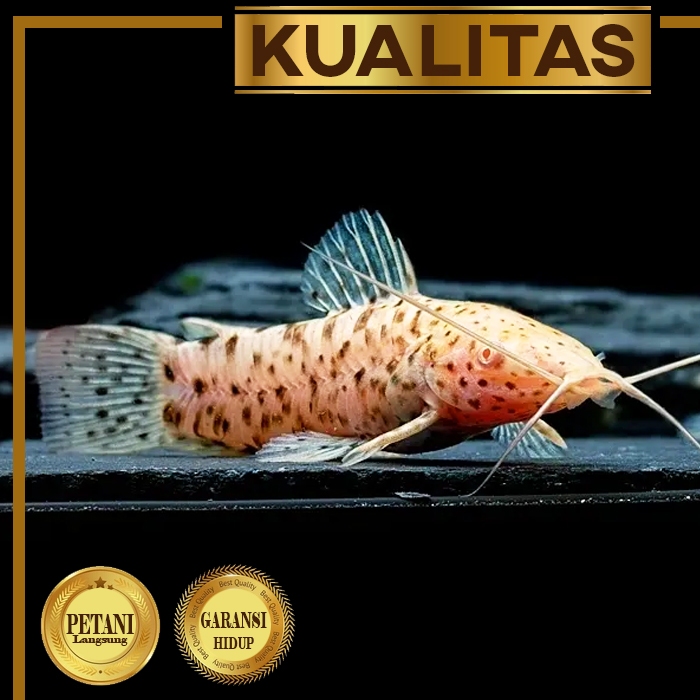 Hoplo Albino Catfish Ikan Hias Jarang Ada Hiasan Aquarium Aquascape