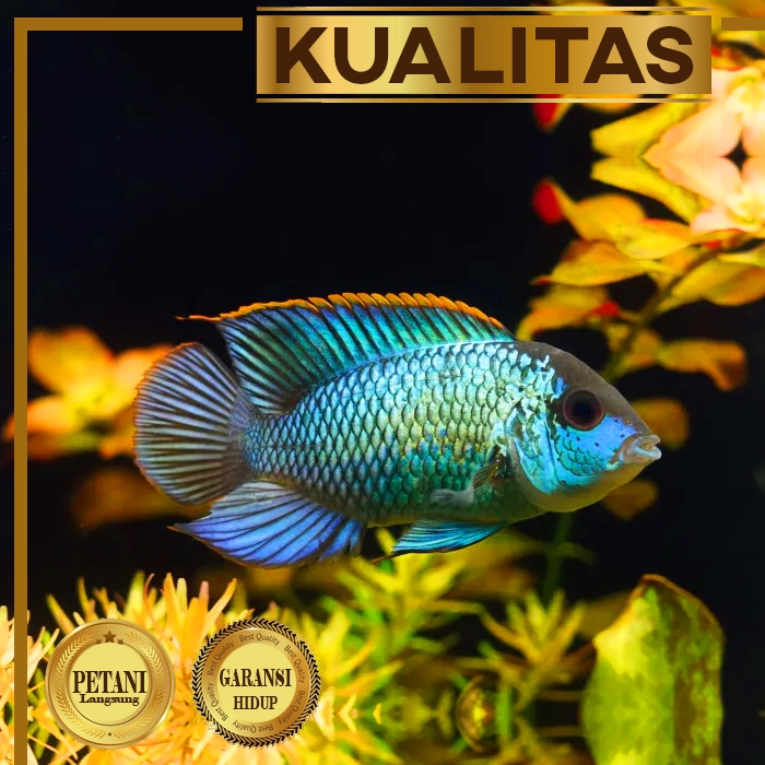 Cichlid Blue Acara Ikan Hias Aquascape Hiasan Aquarium Tanaman Air