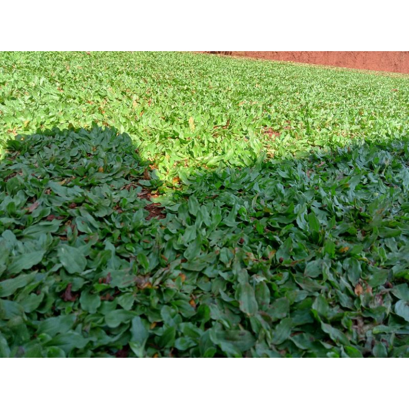rumput gajah mini 1 meter