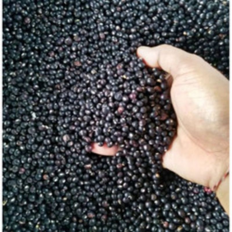 

KACANG GUDE HITAM, UNDIS