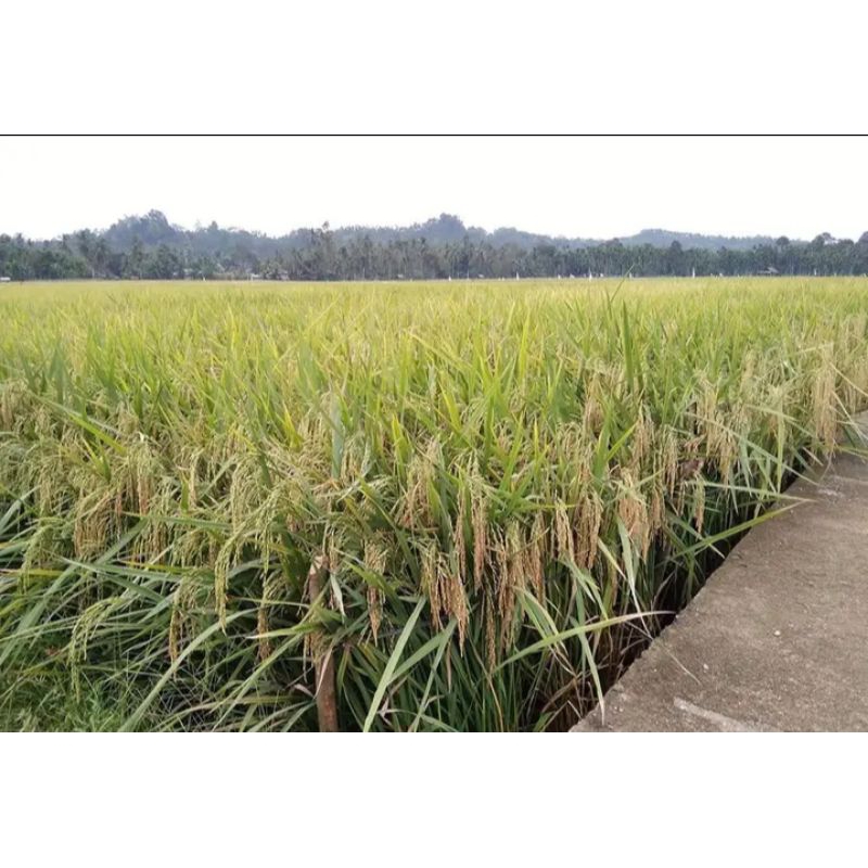 Benih padi unggul KALIMASADA kemasan 1kg