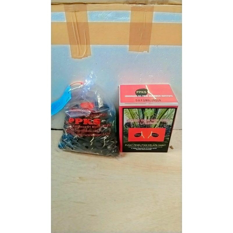 kecambah sawit dxp SIMALUNGUN