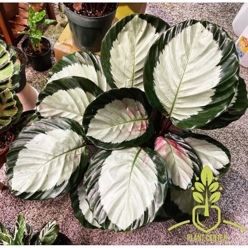 Tanaman Hias Calathea Corona - Calathea Corona