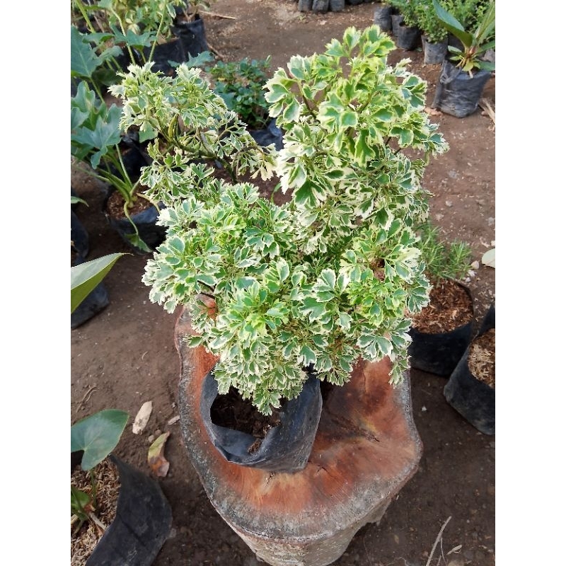 Tanaman Hias Pagar Hidup Dondong Laut/Ikra Ikri Rimbun