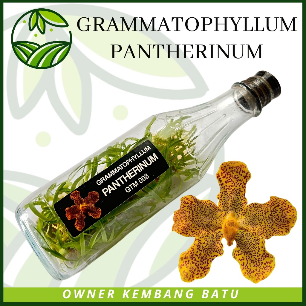 Anggrek Botol PANTHERINUM Grammatophyllum Langka Siap Aklim