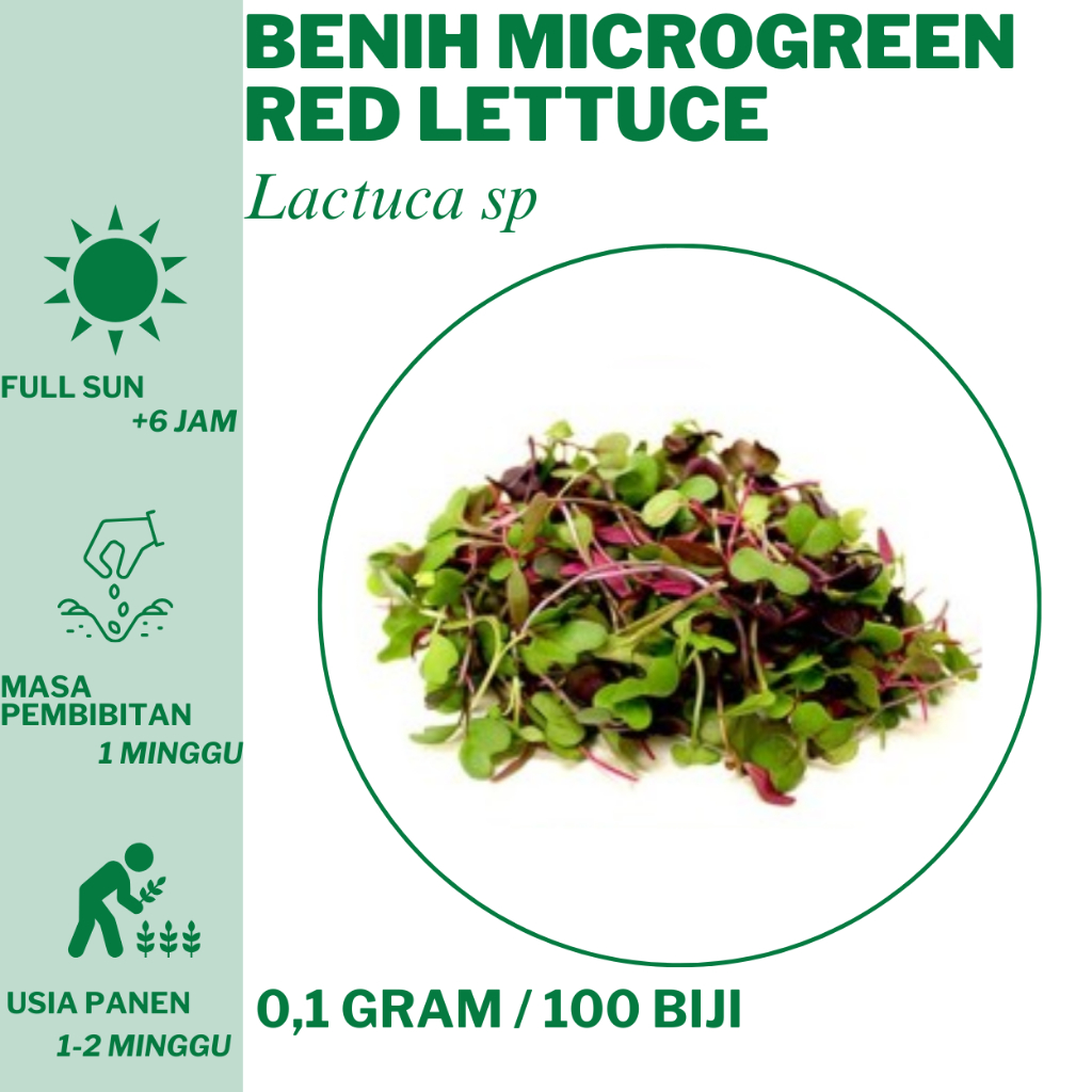 279 Benih Microgreen Red Lettuce Selada Merah   Bibit Unggulan Hidroponik Tanam