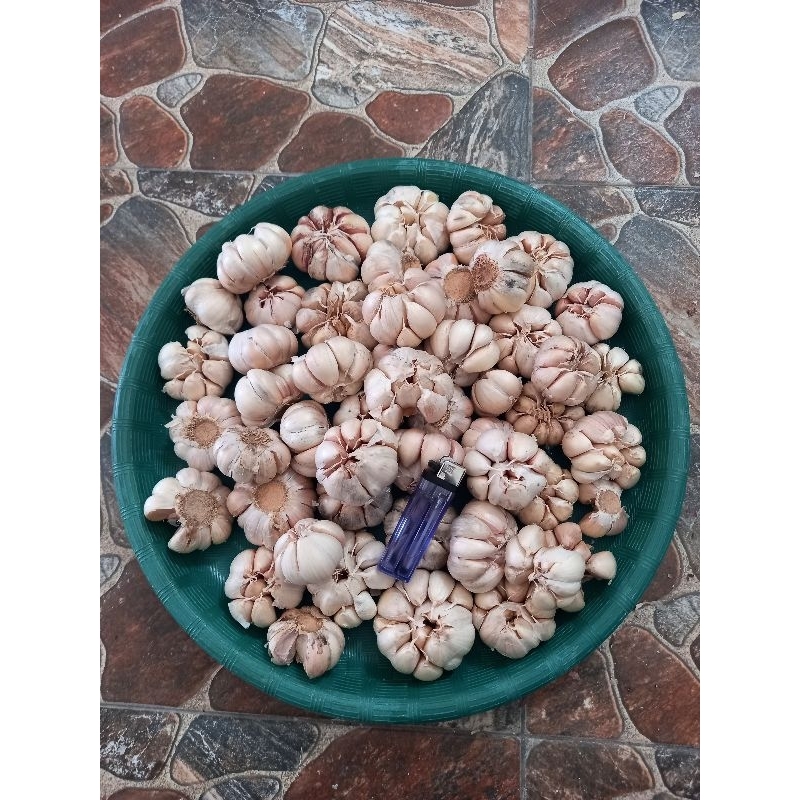 

Bawang Putih Sinco 250 gram