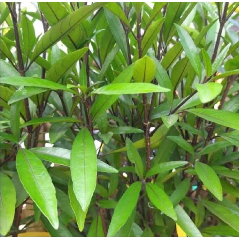 daun gandarusa segar 200gram
