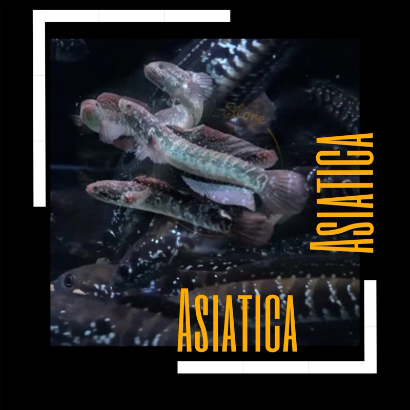 Stiker Asiatica WS 10-20 cm