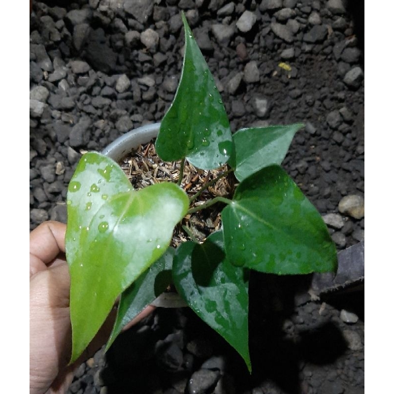 anthurium delta force from seed