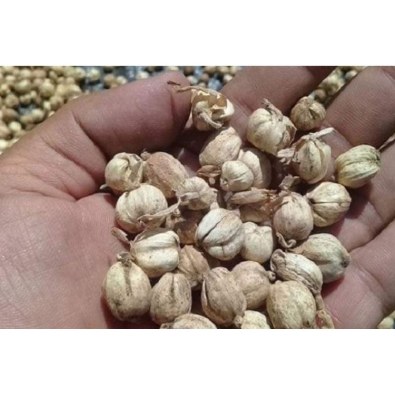 

kapulaga 100gr