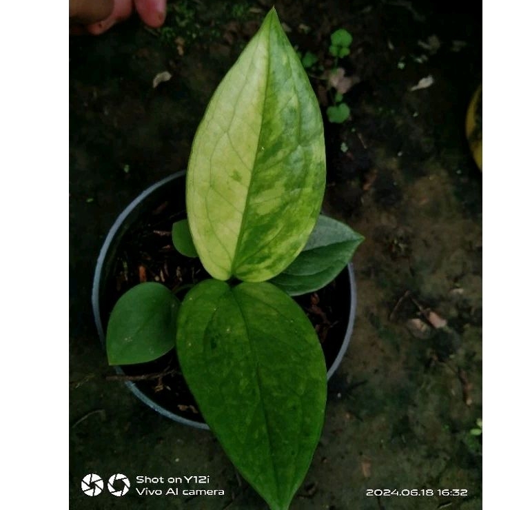 anturium jemani varigata mint