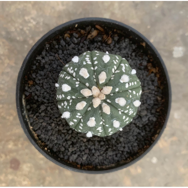 Kaktus Astro Asterias Super Kabuto | Cactus Astrophytum Asteria Superkabuto