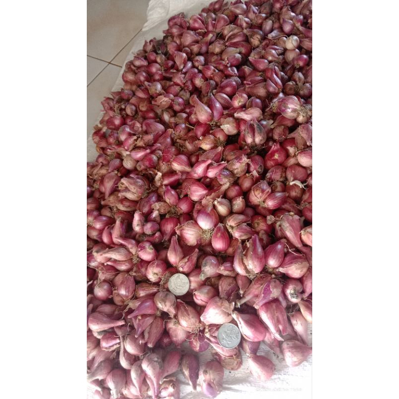 

bawang merah super