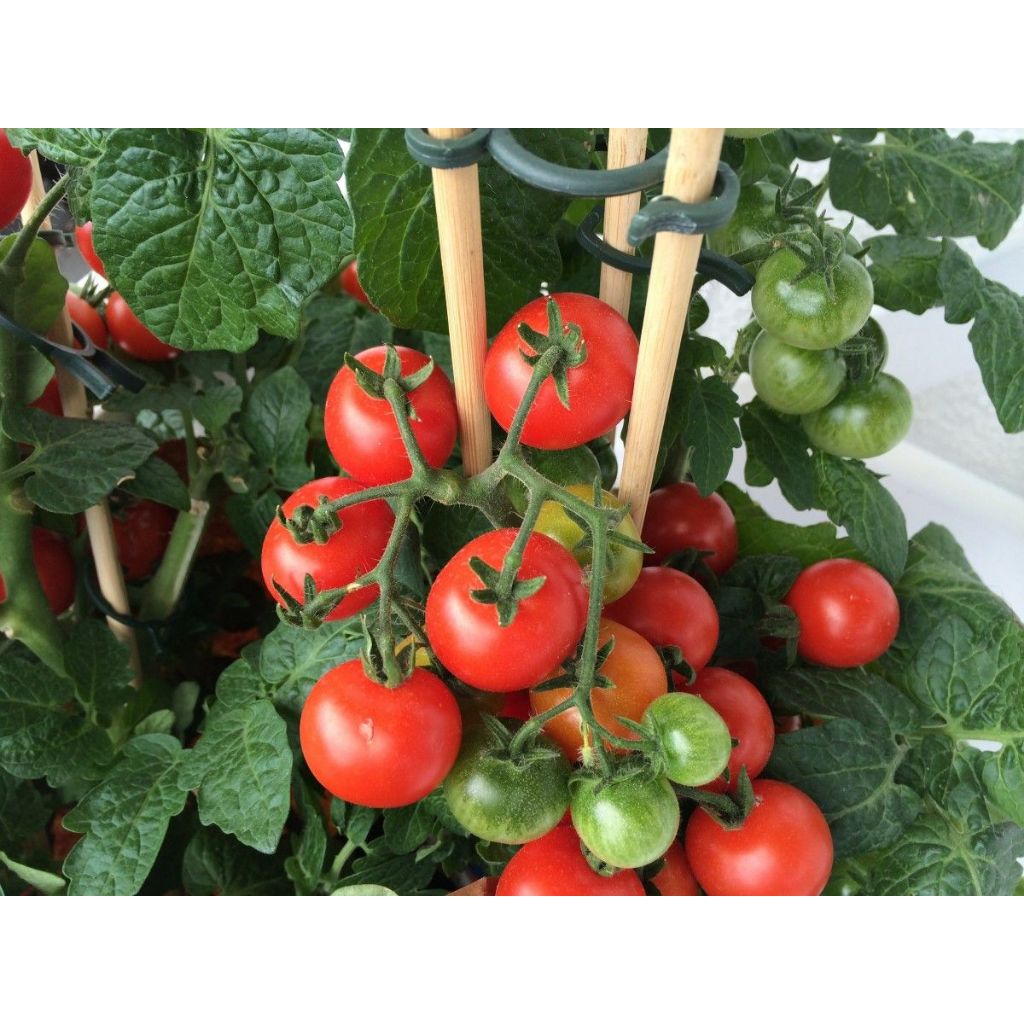 Bibit Tanaman Buah TOMAT SAYUR MERAH - Bibit Tanaman Tomat Sayur