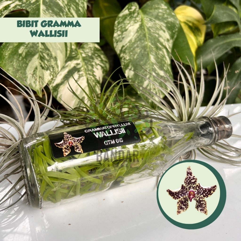 Anggrek Botolan Langka Grammatophyllum WALLISII Corak Warna Unik