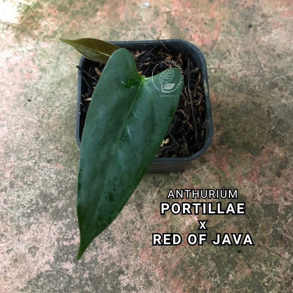 Anthurium Portillae x Red of Java