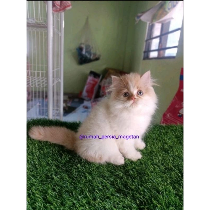kebutuhan kucing Persia Himalaya ragdol