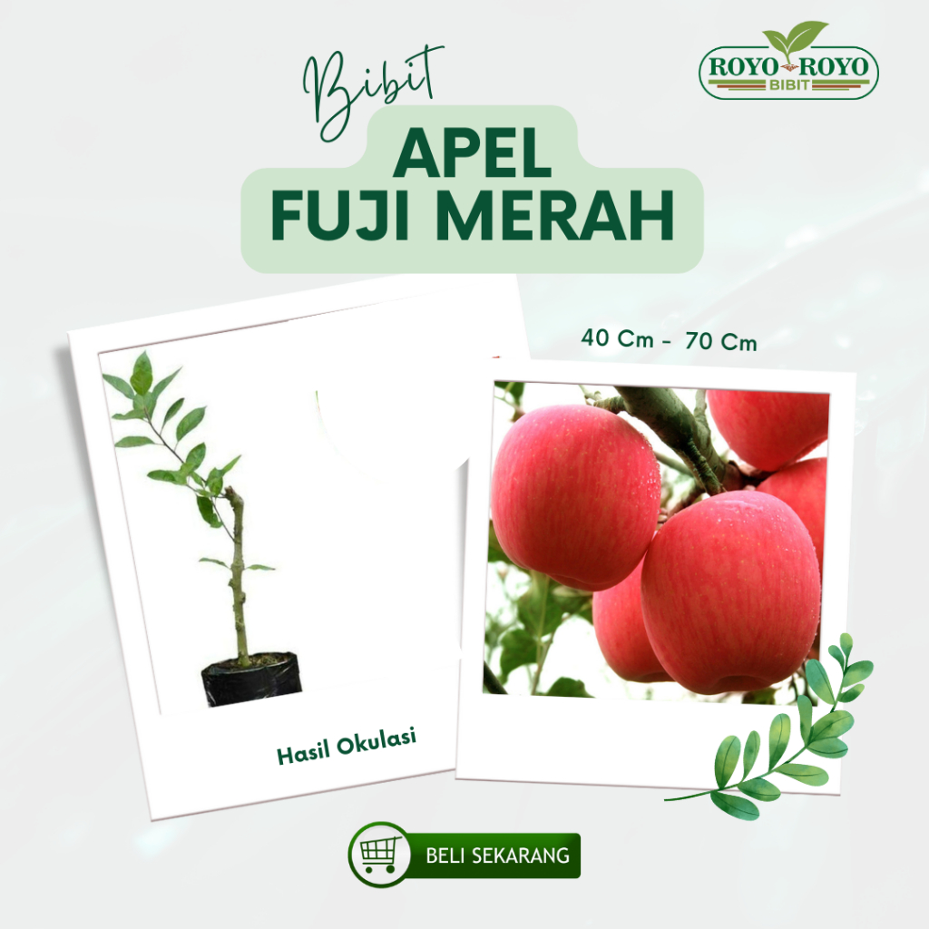 Bibit apel merah fuji cangkok super batang besar