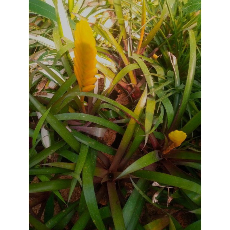 Bromelia vriesea bunga kuning