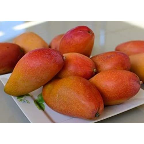 Bibit Mangga Ji Zhi 1 METER BATANG BESAR RIMBUN