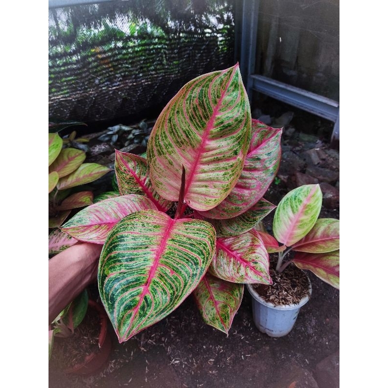 Aglonema hugges merah tanian lokal