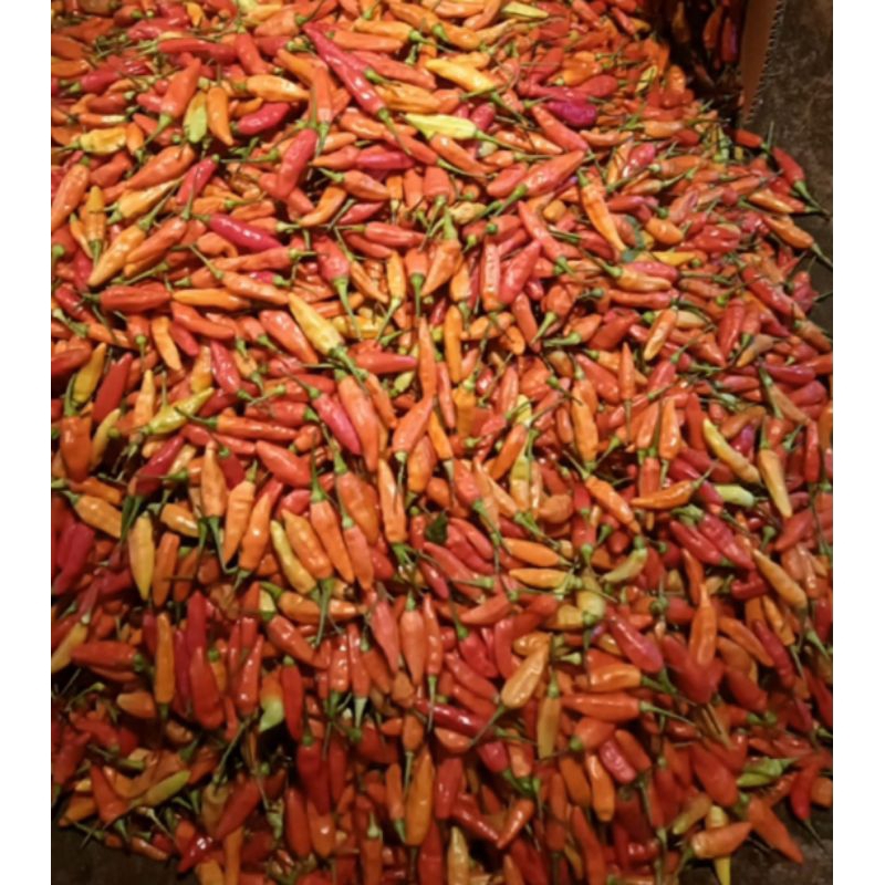 

Cabe rawit merah 250 gram