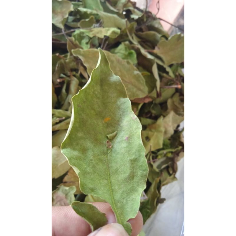 

DAUN BENALU POHON JATI