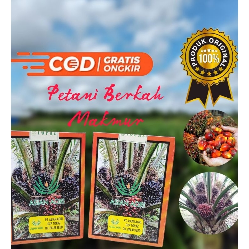 BENIH KECAMBAH SAWIT TOPAZ UNGGUL