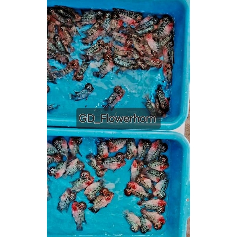 Paket Burayak SRD ISI 3 Thailand