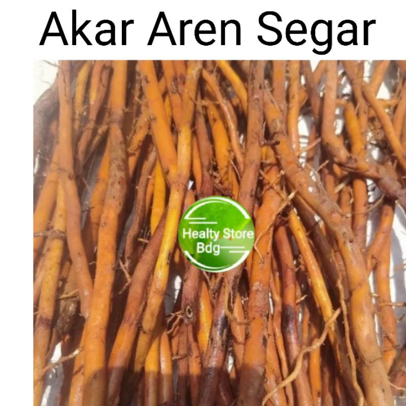 

Akar Pohon Aren akar Kawung Segar 1 kg