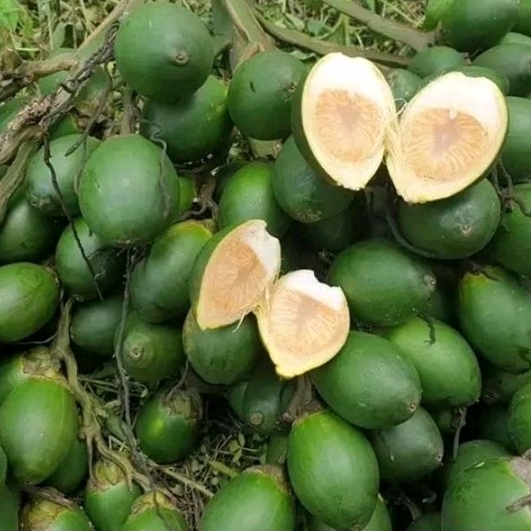 

BUAH PINANG MUDA/HERBAL PENAMBAH STAMINA/500gram