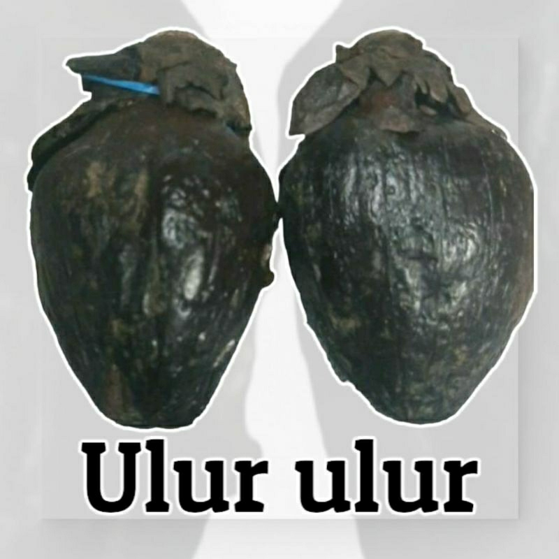Buah ulur ulur asli kalimantan