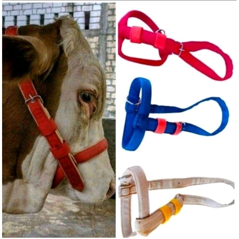 BRANGUS SAPI HEAD HALTER