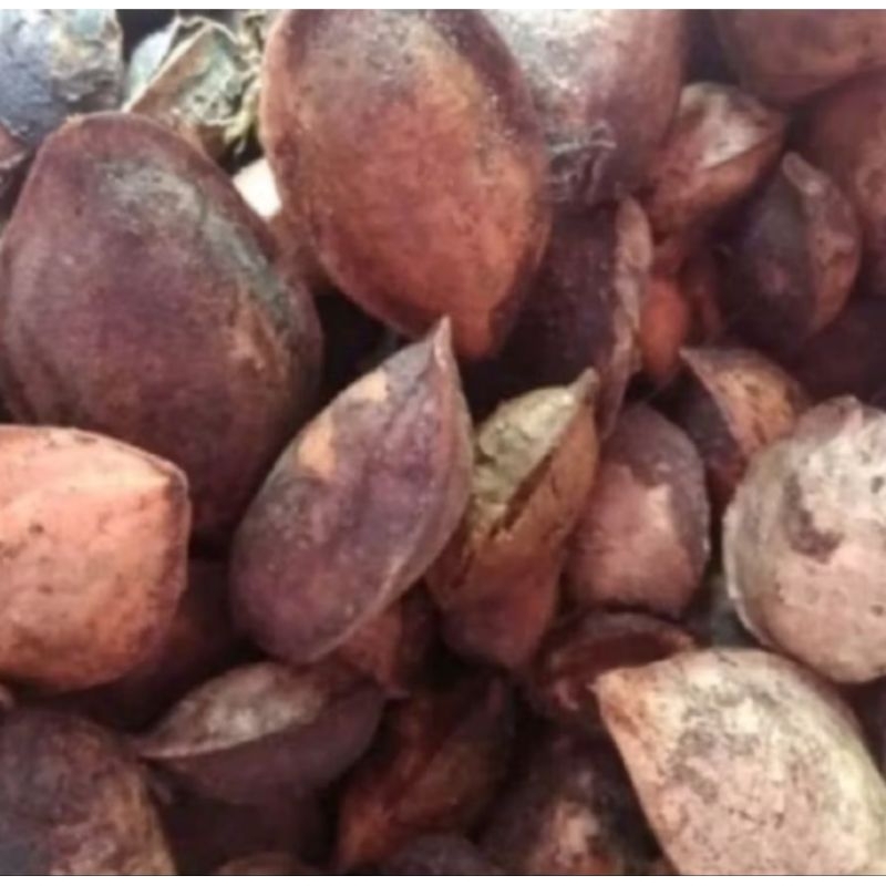 

Buah biji Ketapang kering 1KG