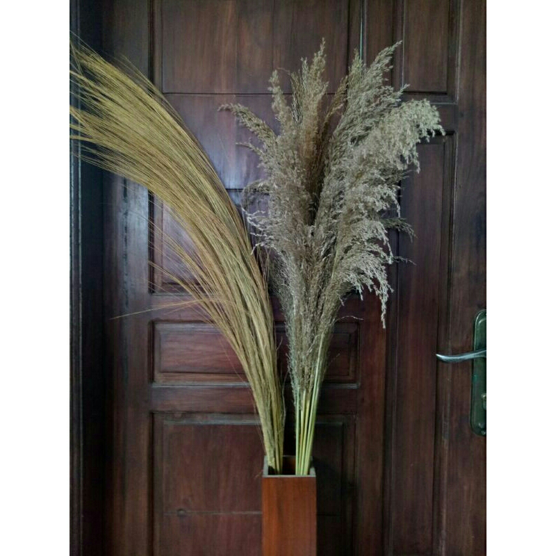 Pampas bulu lokal | Rayung lokal | bunga kering rustic