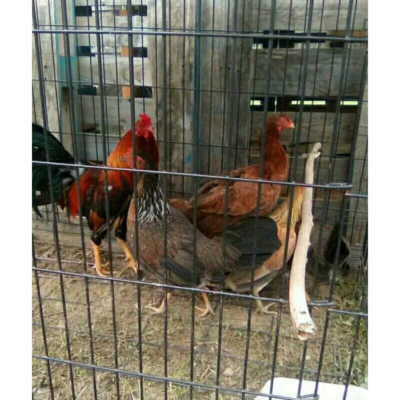 

Telur pertil ayam birma/burma ory F1. untuk di tetaskan